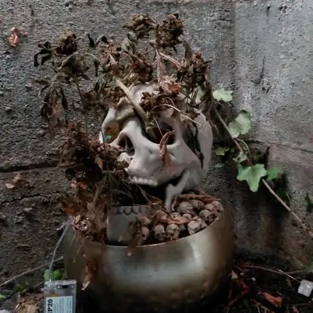 TPB INOFFICIAL BONSAI