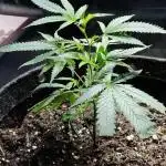 Pre '98 Bubba Kush