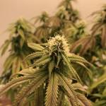 Tuna Breath #1 (LSO)