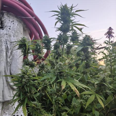 zamnesia amnesia Haze auto 3x