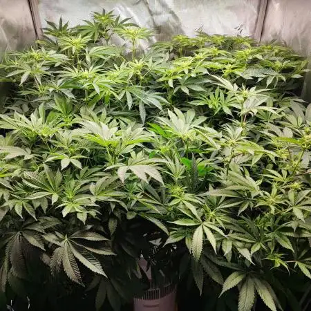 AC Infinity 3x3 grow