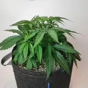SF G5000 grow