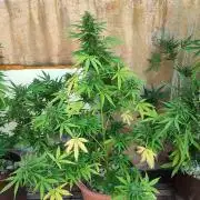 Outdoor Fastbuds grow 2026