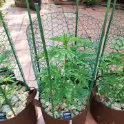 Outdoor Fastbuds grow 2026
