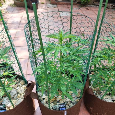 Outdoor Fastbuds grow 2026