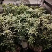 AC Infinity 3x3 grow