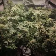 AC Infinity 3x3 grow
