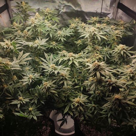 AC Infinity 3x3 grow