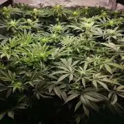 AC Infinity 3x3 grow