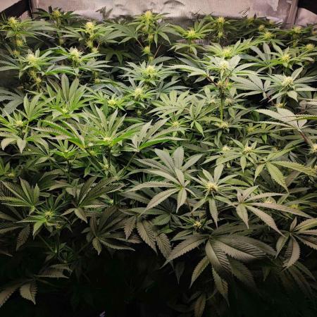 AC Infinity 3x3 grow