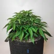 SF G5000 grow