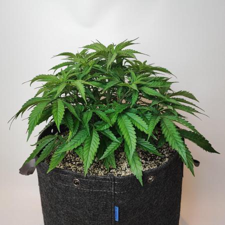 SF G5000 grow