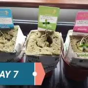 Green Gelato & Royal Domina