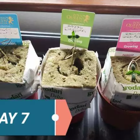 Green Gelato & Royal Domina