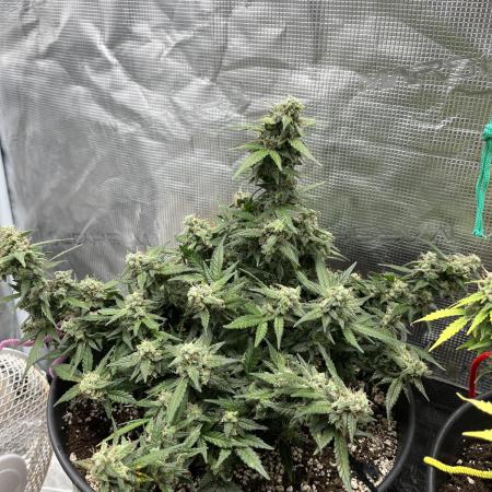 Purple Punch Out!!!