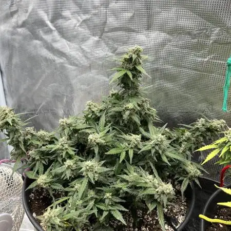 Purple Punch Out!!!
