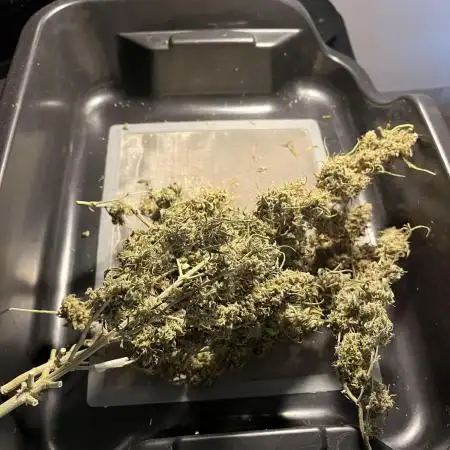 Purple Punch Out!!!