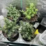 Purple Punch Out!!!