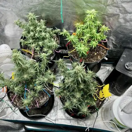 Purple Punch Out!!!