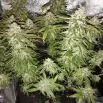 Tropicanna f