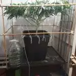 GSC First go at training.