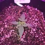 Auto White Widow by Pyramid Seeds