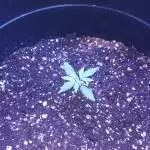 2nd Grow! Mixed. Gelato! French Cookies!