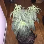 Ghost Train Haze #1 , Skywalker OG