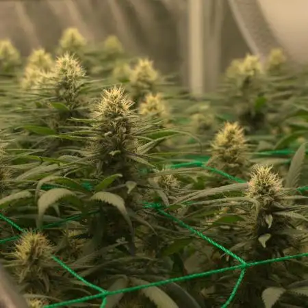 1 Plant Scrog 4x4 | Colombian Gold