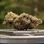 1 Plant 2.5x2.5 | Super Silver Haze