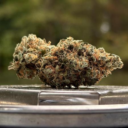 1 Plant 2.5x2.5 | Super Silver Haze