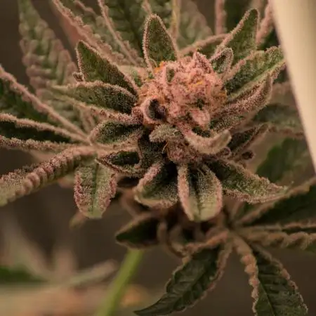5 Plants 2.5x2.5