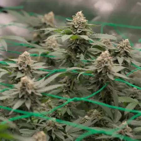1 Plant Scrog 2.5x2.5 | SuperSilverHaze