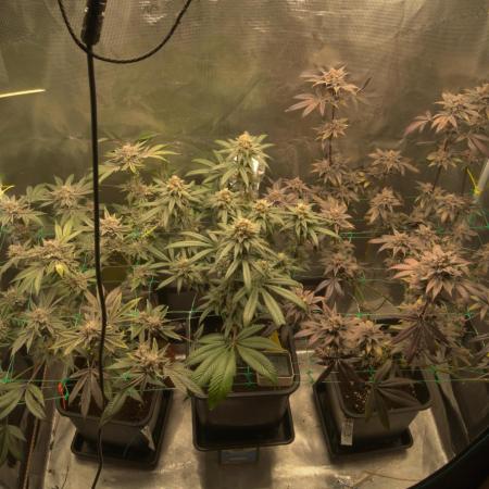 3 Plants 2x4 I Gelato, Sherbet