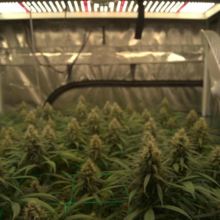 1 Plant Scrog 4x4 | Colombian Gold