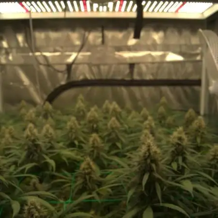 1 Plant Scrog 4x4 | Colombian Gold