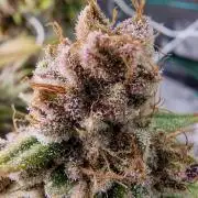 2 Plants Scrog 2x4 I Zamnesia I First Grow