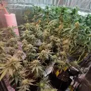 3 Plants 4x4 I  Gelato, Sherbet