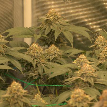 4x4 Scrog I Strawberry Sherbet etc.