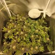 2 Plant 2x2 I Poddy Mouth