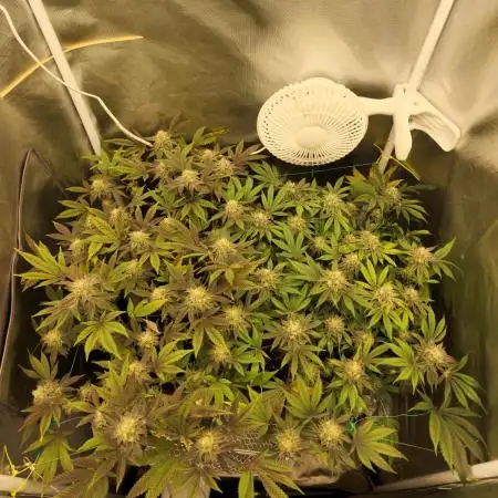 2 Plant 2x2 I Poddy Mouth