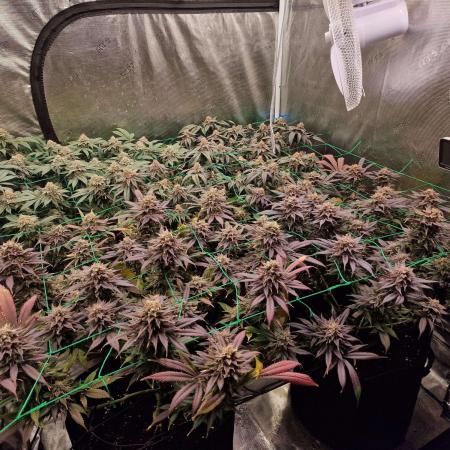 4x4 Scrog I Strawberry Sherbet etc.