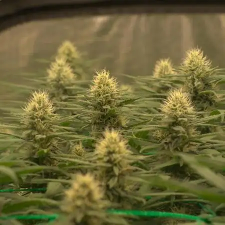 1 Plant Scrog 4x4 | Colombian Gold