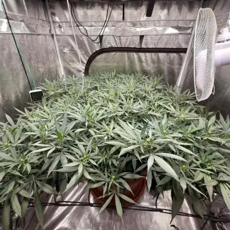 Single Plant 4x4