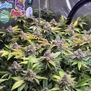 3 Plants Autopot