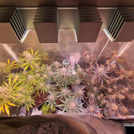 3 Plants 2x4 I Washing Machine