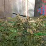 1 Plant Scrog 2.5x2.5 | SuperSilverHaze
