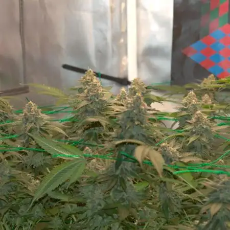 1 Plant Scrog 2.5x2.5 | SuperSilverHaze