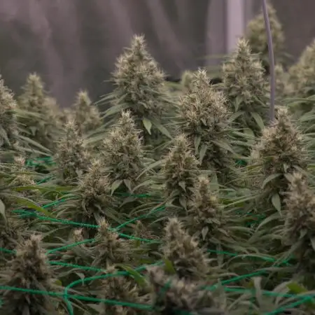 1 Plant Scrog 4x4 | Colombian Gold