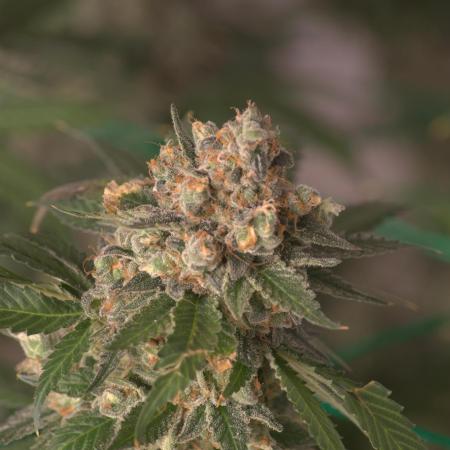1 Plant 2.5x2.5 | Super Silver Haze